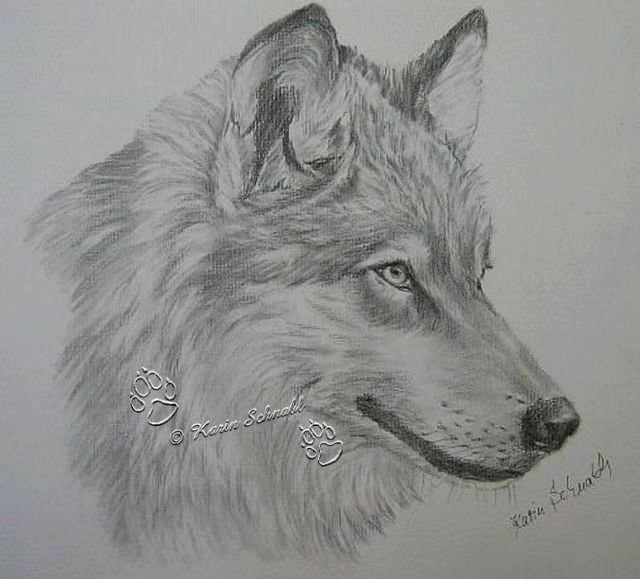 Wolf Zeichnung Bleistift Leicht